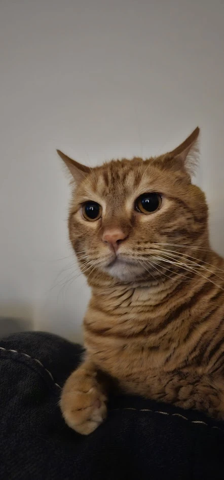 Lev the cat
